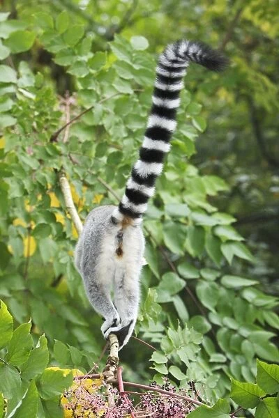 Ring-tailed Lemur - view of animal from behind, distribution - Madagascar