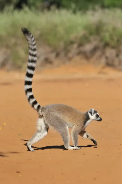 Framed Print : Ring-Tailed Lemur - walking with tail up at Berenty - Madagascar