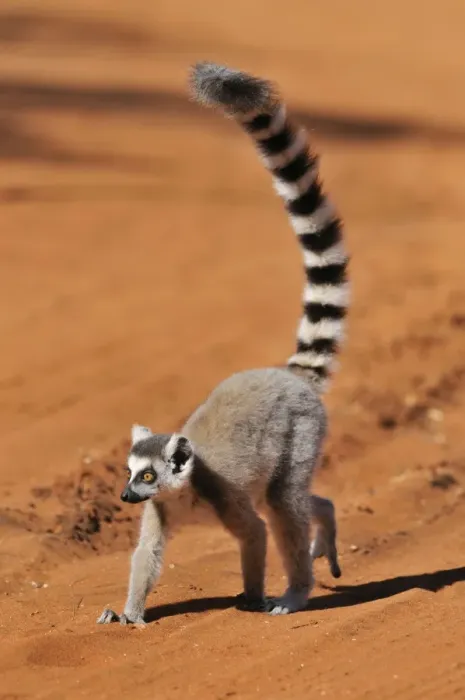 Framed Print : Ring-Tailed Lemur - walking with tail up at Berenty - Madagascar Framed Print : Ring-Tailed Lemur - walking with tail up at Berenty - Madagascar