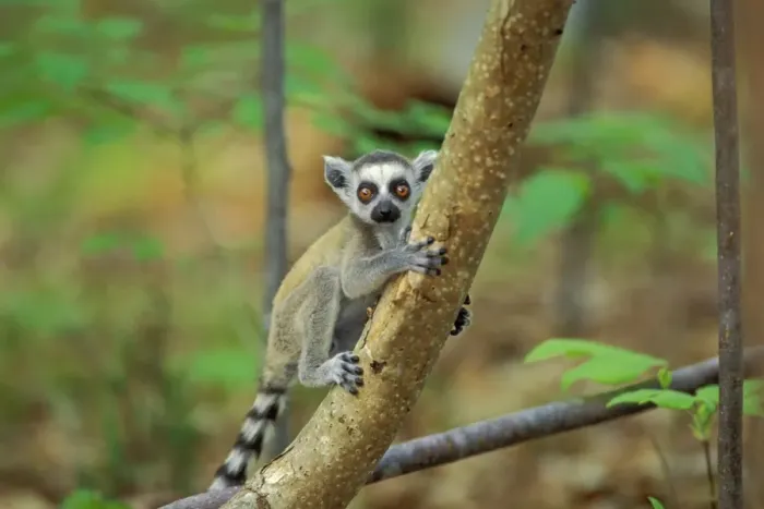 Framed Print : Ring-tailed Lemur - Young 3MP106 Framed Print : Ring-tailed Lemur - Young 3MP106
