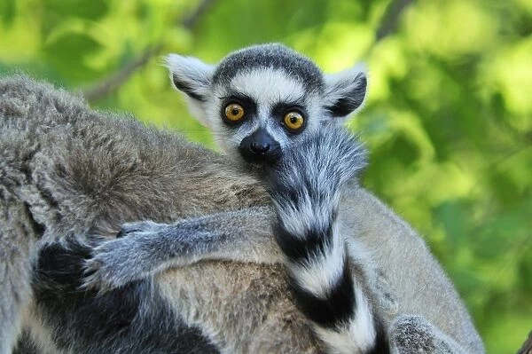 Ring-tailed Lemur - young - Berenty Private Reserve - Southern Madagascar
