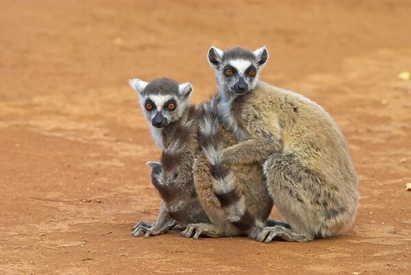Ring-tailed Lemurs sitting down together Berenty. Madagascar
