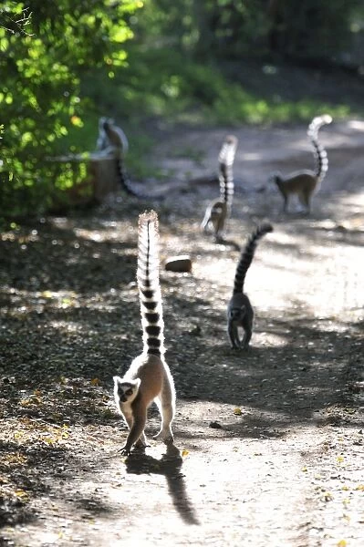 Ring-Tailed Lemurs - walking with tail up at Berenty - Madagascar