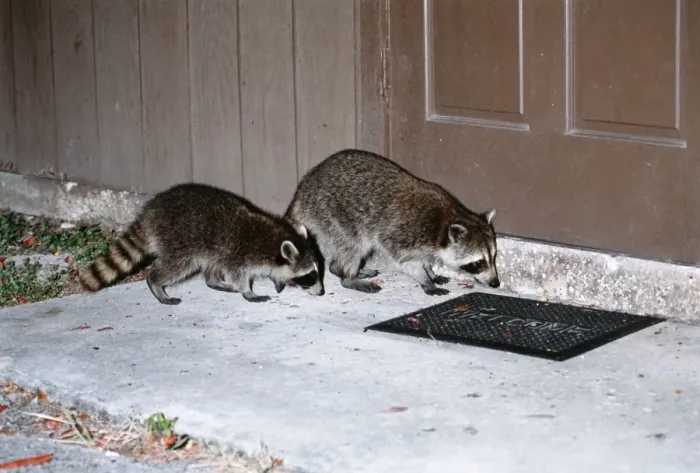 Framed Print : Ring-tailed Racoon JD 13818 USA Procyon lotor © John Daniels  /  ARDEA LONDON