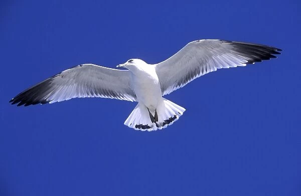 Ringbilled gull in flight against wind, South Carolina coast, USA