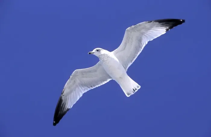 Framed Print : Ringbilled Gull in flight against wind, South Carolina coast, USA Framed Print : Ringbilled Gull in flight against wind, South Carolina coast, USA
