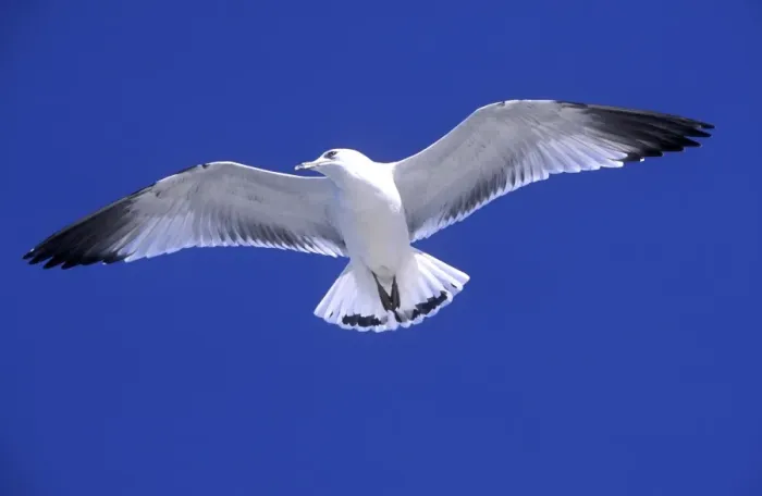 Framed Print : Ringbilled gull in flight against wind, South Carolina coast, USA Framed Print : Ringbilled gull in flight against wind, South Carolina coast, USA