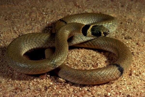 Ringed brown snake. Potentially dangerous