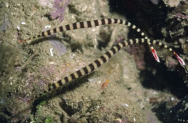 Ringed Pipefish - with eggs Indonesia