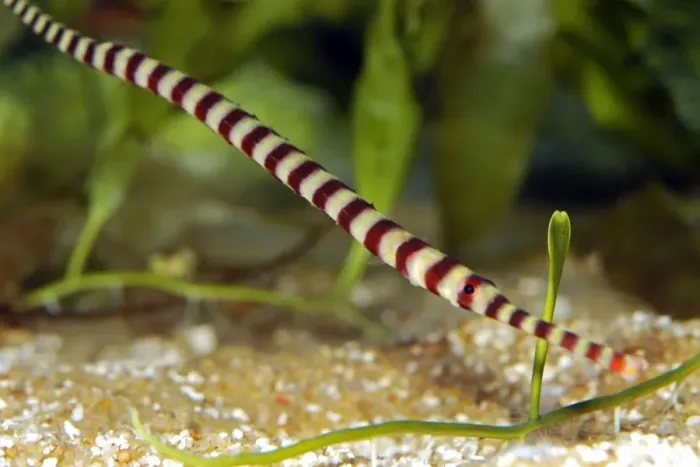 Framed Print : Ringed Pipefish - Indo-Pacific from East Africa to Samoa and Australia Framed Print : Ringed Pipefish - Indo-Pacific from East Africa to Samoa and Australia