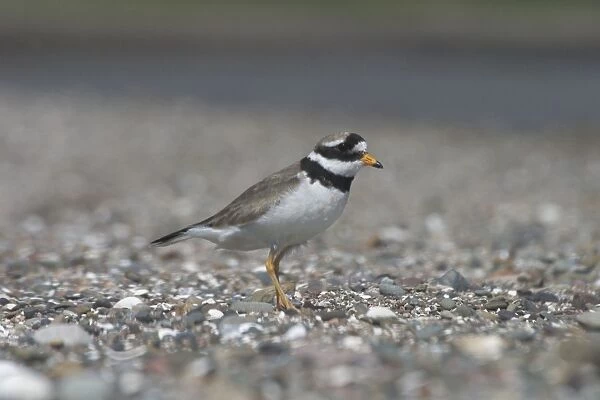 Ringed Plover -At Corsethorn Beach, Dumfries and Galloway, South-west Scotland