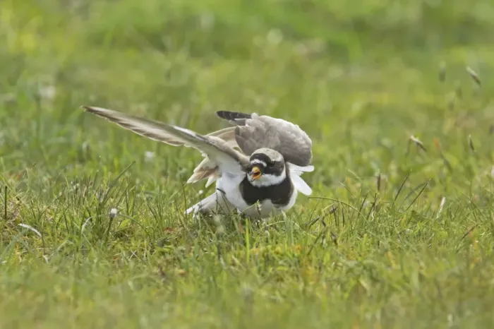 Framed Print : Ringed Plover - Broken Wing Display Charadrius hiaticula Yell, Shetland, UK BI011343 Framed Print : Ringed Plover - Broken Wing Display Charadrius hiaticula Yell, Shetland, UK BI011343