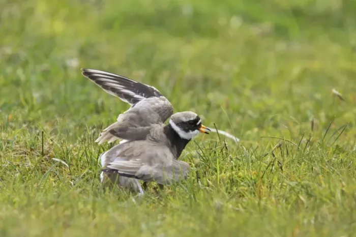 Framed Print : Ringed Plover - Broken Wing Display Charadrius hiaticula Yell, Shetland, UK BI011345 Framed Print : Ringed Plover - Broken Wing Display Charadrius hiaticula Yell, Shetland, UK BI011345
