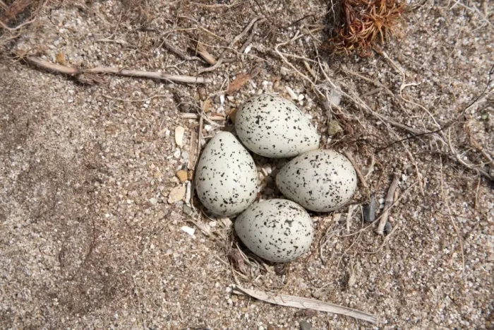 Framed Print : Ringed Plover Eggs - UK Framed Print : Ringed Plover Eggs - UK