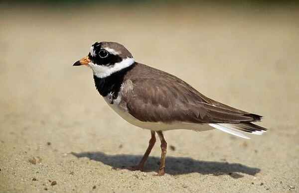 Ringed Plover - Germany