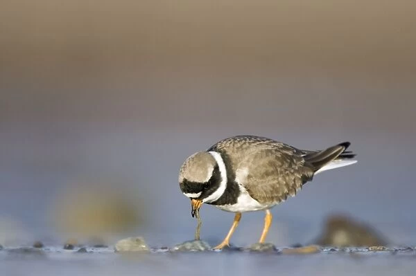 Ringed Plover Ground level view of adult bird feeding worms from sandy beach. Cleveland, UK