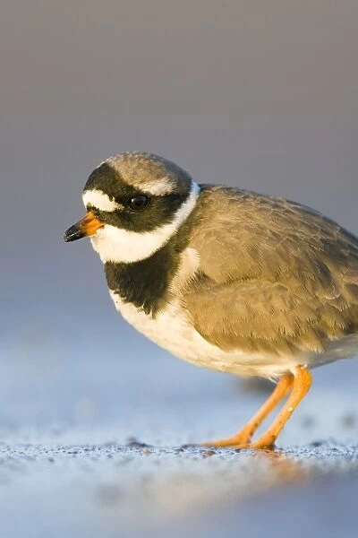 Ringed Plover Ground level view of adult bird in winter on sandy beach. Cleveland, UK