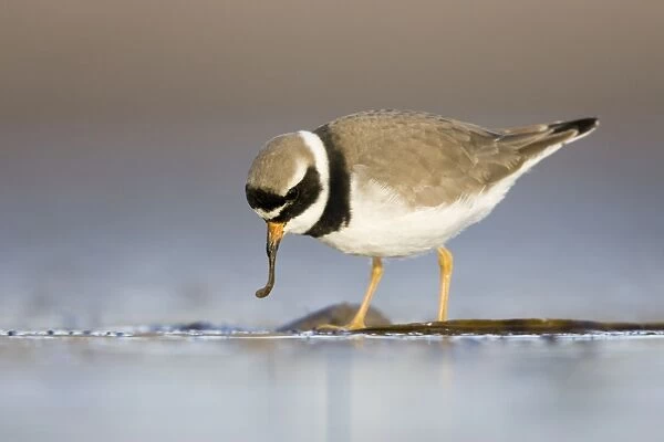 Ringed Plover Ground level view of adult feeding on a worm. Cleveland, UK