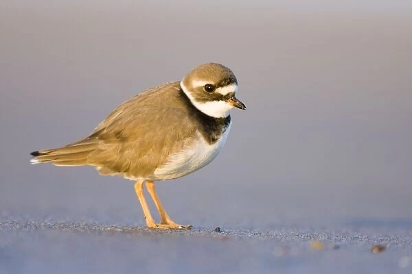 Ringed Plover Ground level view of immature bird in winter on sandy beach. Cleveland, UK