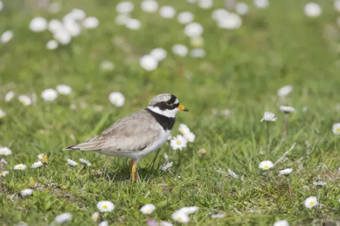 Framed Print : Ringed Plover - On machair Charadrius hiaticula South Uist, Outer hebrides Scotland, UK BI016776 Framed Print : Ringed Plover - On machair Charadrius hiaticula South Uist, Outer hebrides Scotland, UK BI016776