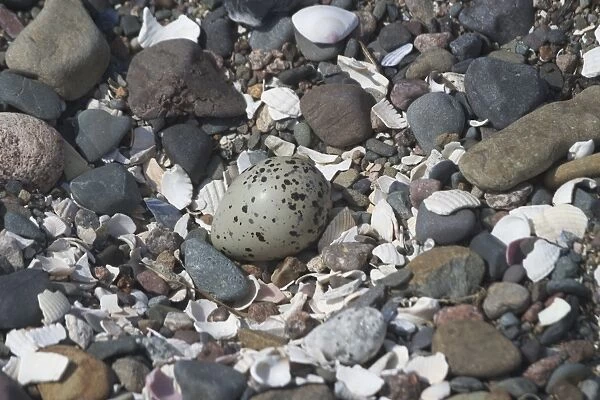 Ringed Plover nest and egg. - At Corsethorn Beach, Dumfries and Galloway, South-west Scotland