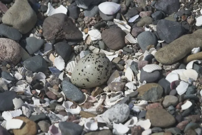 Framed Print : Ringed Plover nest and egg. - At Corsethorn Beach, Dumfries and Galloway, South-west Scotland Framed Print : Ringed Plover nest and egg. - At Corsethorn Beach, Dumfries and Galloway, South-west Scotland