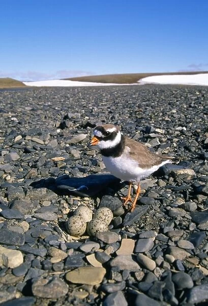 Ringed Plover - next to nest in pebble beach - Taimyr - Russian Arctic