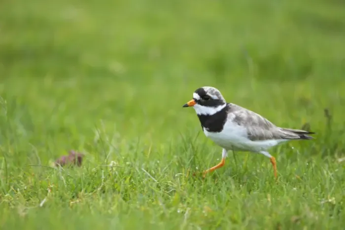 Framed Print : Ringed Plover - Running Charadrius hiaticula Unst, Shetland, UK BI011370 Framed Print : Ringed Plover - Running Charadrius hiaticula Unst, Shetland, UK BI011370