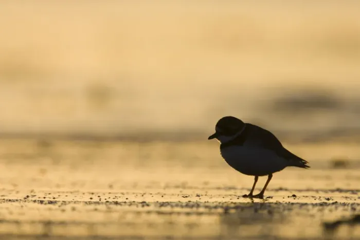 Framed Print : Ringed Plover Silhouette of bird in winter on sandy beach. Cleveland, UK
