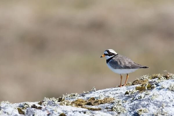 Ringed Plover - Single adult perching on rock, North Uist, Outer Hebrides, Scotland, UK