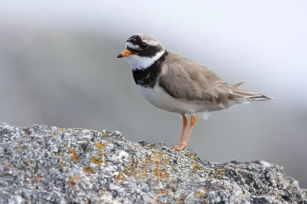 Ringed Plover, - Single adult perching on rock, North Uist, Outer Hebrides, Scotland, UK