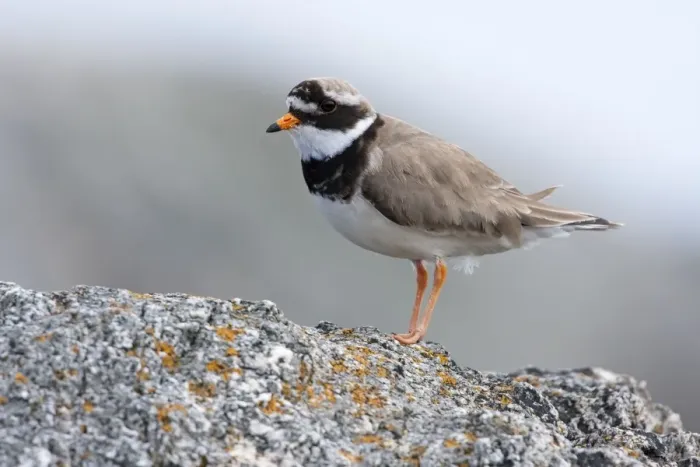 Framed Print : Ringed Plover, - Single adult perching on rock, North Uist, Outer Hebrides, Scotland, UK Framed Print : Ringed Plover, - Single adult perching on rock, North Uist, Outer Hebrides, Scotland, UK