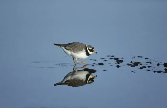 Framed Print : Ringed Plover Snettisham RSPB Reserve, Norfolk, UK BI006532 Framed Print : Ringed Plover Snettisham RSPB Reserve, Norfolk, UK BI006532