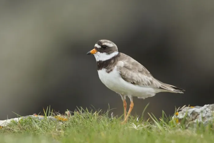 Framed Print : Ringed Plover - standing amongst grass on cliffs edge - Shetland Islands - Scotland - UK Framed Print : Ringed Plover - standing amongst grass on cliffs edge - Shetland Islands - Scotland - UK