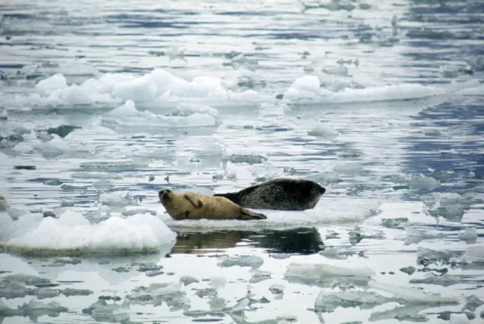 Framed Print : Ringed Seal - on ice Framed Print : Ringed Seal - on ice