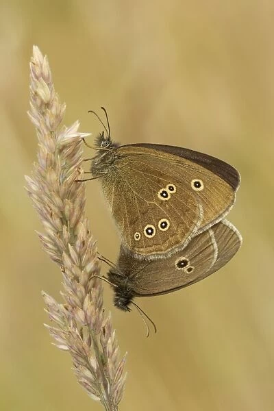 Ringlet - butterflies mating on grass head