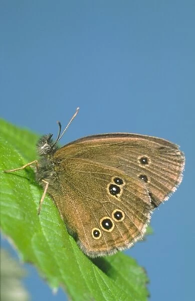 Ringlet Butterfly Norfolk UK