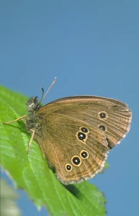 Framed Print : Ringlet Butterfly Norfolk UK Framed Print : Ringlet Butterfly Norfolk UK