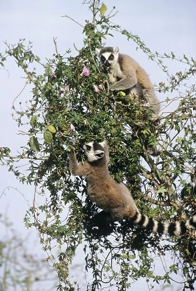 Ringtail Lemur Madagascar