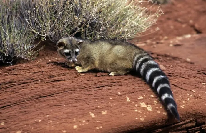 Framed Print : Ringtail - North America Framed Print : Ringtail - North America