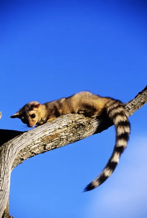 Framed Print : Ringtail - North America Framed Print : Ringtail - North America