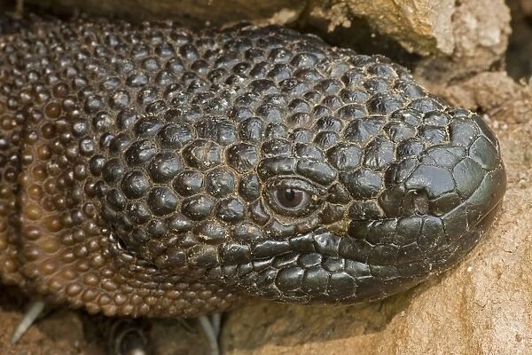Rio Fuerte Beaded Lizard - Sonora - Mexico - One of two venomous lizards in the world (other is gila monster (Heloderma suspectum suspectum)) - Inhabits deciduous woodlands - Found from Guatamala north through western Mexico to southern Sonora