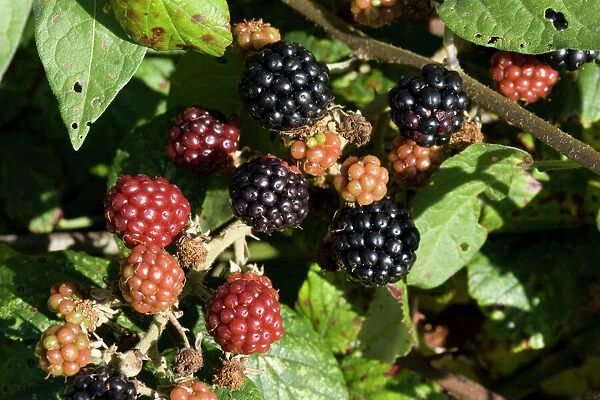 Ripe blackberries on bramble bush Rubus fruticosus Cotswolds UK
