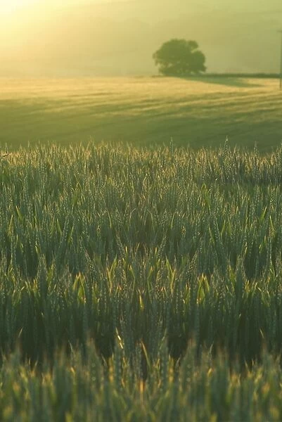 Ripening Barley against evening sunlight, Devon, England