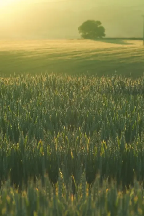 Framed Print : Ripening Barley against evening sunlight, Devon, England Framed Print : Ripening Barley against evening sunlight, Devon, England
