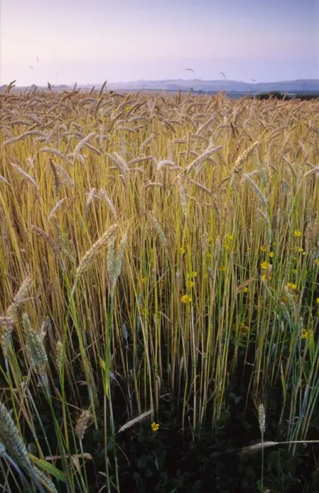 Framed Print : Ripening Wheat and rye hybrid triticale cereal crop grown organically this has strong growth of corn marigolds not eradicable by herbicide owing to organic status requirement distant views to hills Framed Print : Ripening Wheat and rye hybrid triticale cereal crop grown organically this has strong growth of corn marigolds not eradicable by herbicide owing to organic status requirement distant views to hills