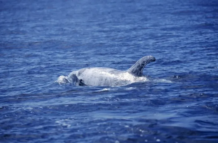 Framed Print : Risso's Dolphin Framed Print : Risso's Dolphin