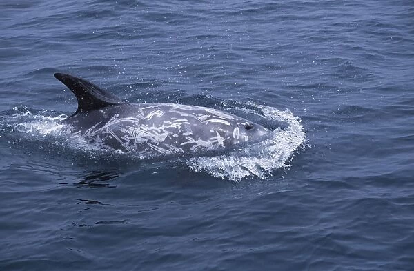 Risso's Dolphin Heavy scarring on the back and sides of these dolphins is believed to be made by the teeth of other Risso's dolphins, or by their squid prey Coast of California, USA