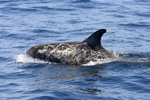Risso's dolphin. Photographed along the coast of California - USA (Pacific Ocean). Heavy scarring on the back and sides of these dolphins is believed to be made by the teeth of other Risso's dolphins or by their squid prey