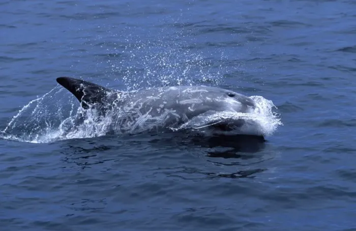 Framed Print : Risso's Dolphin, photographed along the coast of California, USA. Heavy scarring on the back and sides of these dolphins is believed to be made by the teeth of other Risso's dolphins, or by their squid prey Framed Print : Risso's Dolphin, photographed along the coast of California, USA. Heavy scarring on the back and sides of these dolphins is believed to be made by the teeth of other Risso's dolphins, or by their squid prey